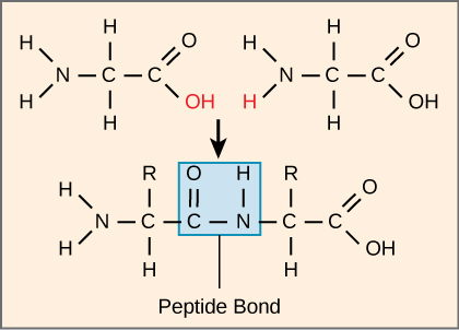 peptide bond formation animation