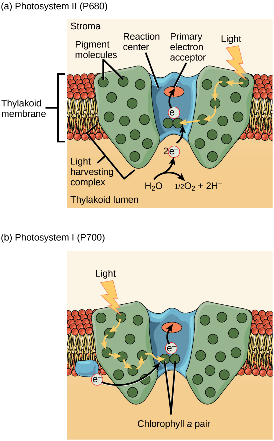 lærred hvile rangle Biology, The Cell, Photosynthesis, The Light-Dependent Reactions of  Photosynthesis | OERTX