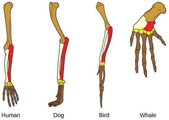Illustration compares a human arm, dog and bird legs, and a whale flipper. All appendages have the same bones, but the size and shape of these bones vary.