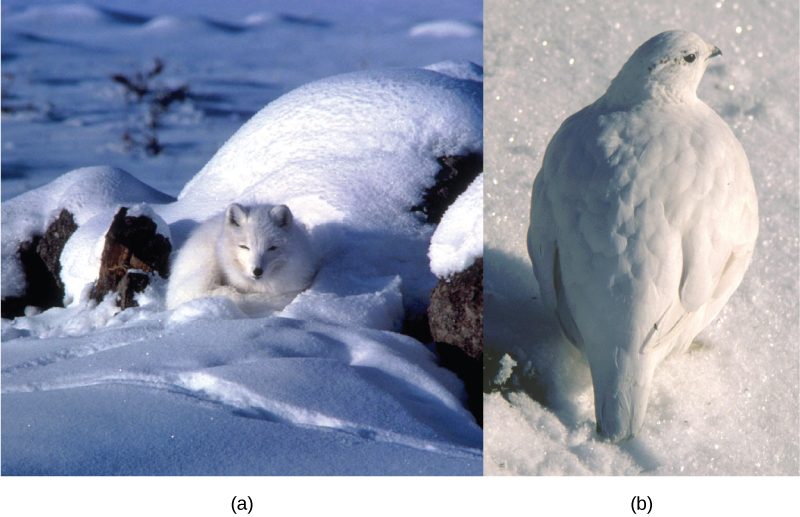 The left photo depicts an arctic fox with white fur sleeping on white snow, and the right photo shows a ptarmigan with white plumage standing on white snow.