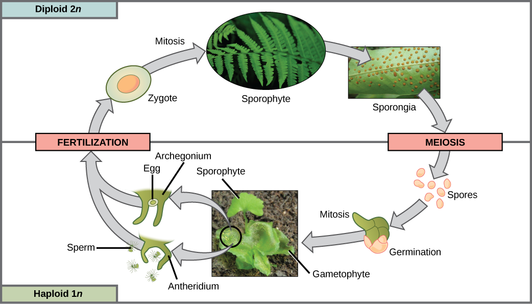 The fern life cycle begins with a diploid (2n) sporophyte, which is the fern plant. Sporangia are round bumps that occur on the bottom of the leaves. Sporangia undergo mitosis to form haploid (1n) spores. The spores germinate and grow into a green gametophyte 1n that resembles lettuce. The gametophyte contains antheridia that produce, sperm and archegonia that produce eggs. Inside the archegonium the sperm fertilizes the egg, forming a diploid (2n) zygote. The zygote undergoes mitosis to form a 2n sporophyte, ending the cycle.