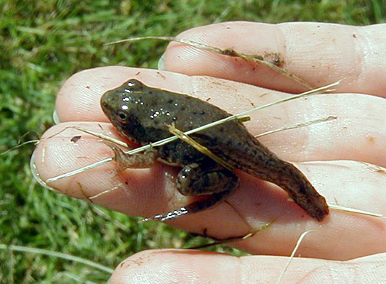 The photo shows a frog with a long tail from the tadpole stage.