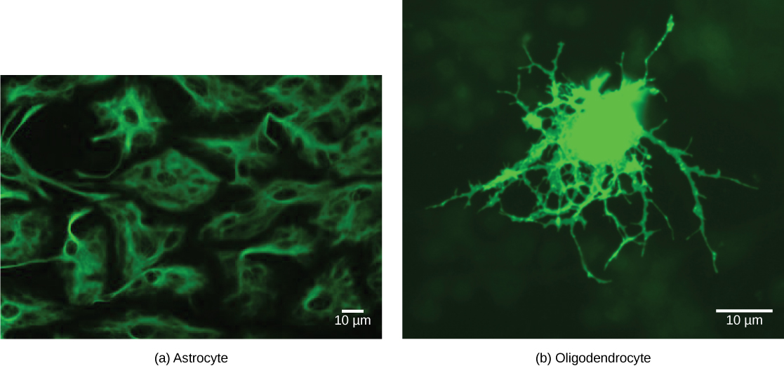Astrocytes, fluorescently labeled green, are irregularly shaped with long extensions that provide support to nerve cells. Oligodendrocytes, also labeled green, are round with long, branched extensions that form the myelin sheath of nerve cells.