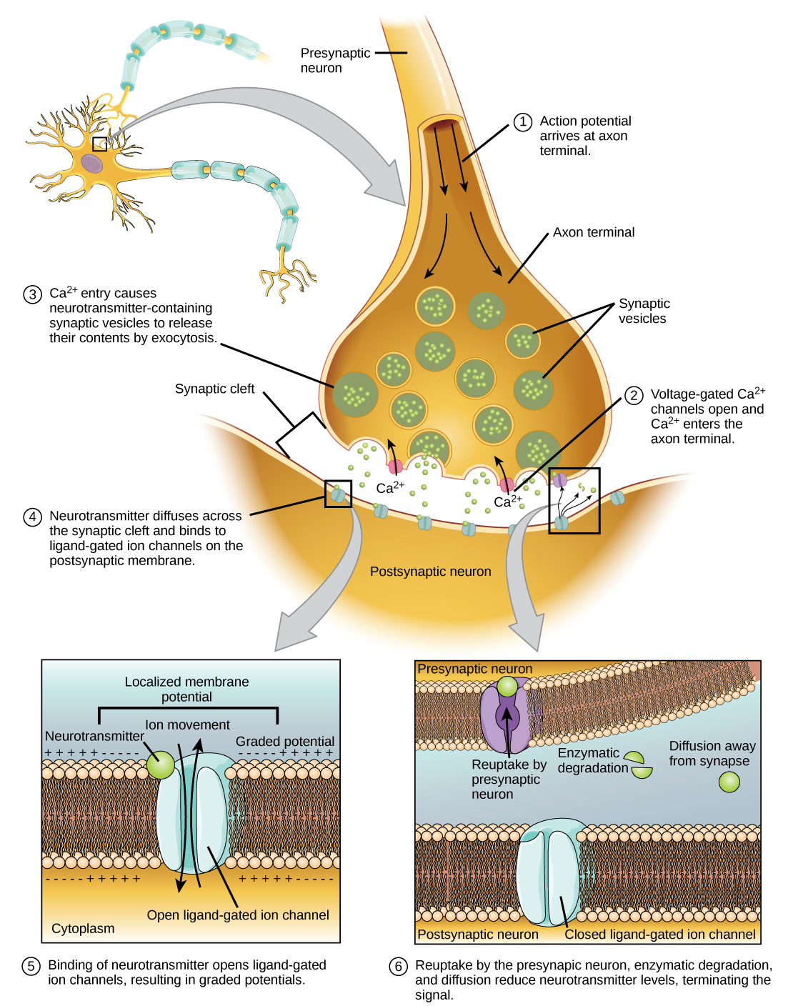 Illustration shows a narrow axon of a presynaptic cell widening into a bulb-like axon terminal. A narrow synaptic cleft separates the axon terminal of the presynaptic cell from the postsynaptic cell. In step 1, an action potential arrives at the axon terminal. In step 2, the action potential causes voltage-gated calcium channels in the axon terminal open, allowing calcium to enter. In step 3, calcium influx causes neurotransmitter-containing synaptic vesicles to fuse with the plasma membrane. Contents of the vesicles are released into the synaptic cleft by exocytosis. In step 4, neurotransmitter diffuses across the synaptic cleft and binds ligand-gated ion channels on the postsynaptic membrane, causing the channels to open. In step 5, the open channels cause ion movement into or out of the cell, resulting in a localized change in membrane potential. In step 6, reuptake by the presynaptic neuron, enzymatic degradation and diffusion reduce neurotransmitter levels, terminating the signal.