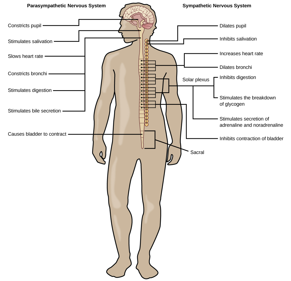 Illustration shows the effects of the sympathetic and parasympathetic systems on target organs, and the placement of the preganglionic neurons that mediate these effects. The parasympathetic system causes pupils and bronchi to constrict, slows the heart rate, and stimulates salivation, digestion, and bile secretion. Preganglionic neurons that mediate these effects are all located in the brain stem. Preganglionic neurons of the parasympathetic system that are located in the sacral cause the bladder to contract. The sympathetic system causes pupils and bronchi to dilate, increases heart rate, inhibits digestion, stimulates the breakdown of glycogen and the secretion of adrenaline and noradrenaline, and inhibits contraction of the bladder. The preganglionic neurons that mediate these effects are all located in the spine.