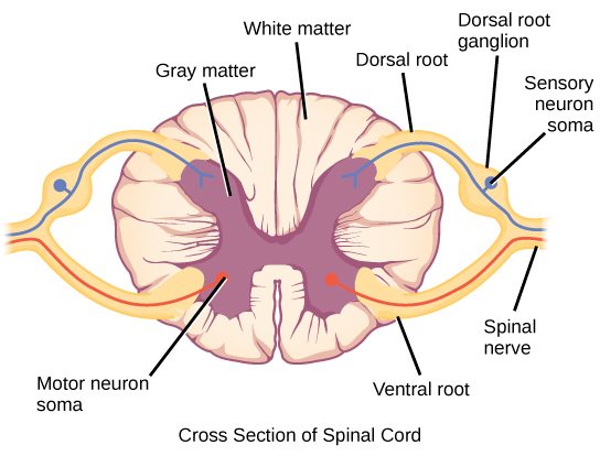 Illustration shows a cross section of the spinal cord. The gray matter forms an X inside the white matter. A spinal nerve extends from the left arm of the X, and another extends from the left leg of the X. The two nerves join together to the left of the spine. The right arm and leg of the X form a symmetrical nerve. The part of the nerve that exits from the leg of the X is called the ventral root, and the part that exists from the arm of the X is called the dorsal root. The ventral root is on the belly side, and the dorsal root is on the back side. The dorsal root ganglion is a bulge halfway between where the nerve leaves the spine and where the dorsal and ventral roots join. Sensory neuron somas cluster in the dorsal root. Motor neuron somas cluster in the gray matter in the leg of the X. Motor neuron axons are bundled in the ventral root.