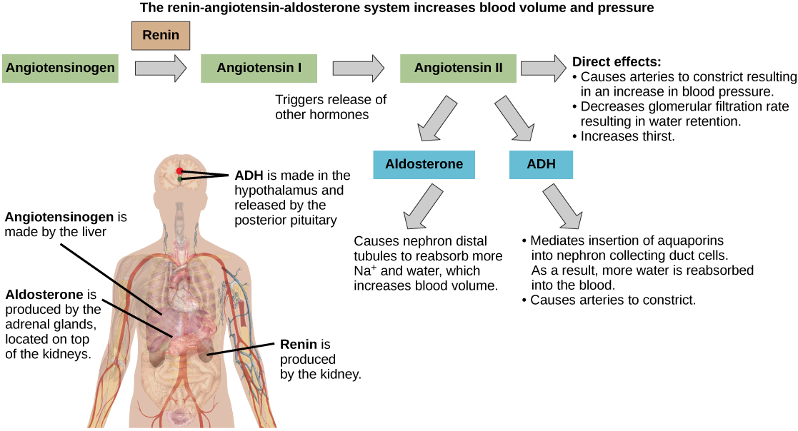 The Renin-angiotensin-aldosterone pathway involves four hormones: renin, which is made in the kidney, angiotensin, which is made in the liver, aldosterone, which is made in the adrenal glands, and ADH, which is made in the hypothalamus and secreted by the posterior pituitary. The adrenal glands are located on top of the kidneys, and the hypothalamus and pituitary are in the brain. The pathway begins when renin converts angiotensin into angiotensin I. Angiotensin I is the converted into angiotensin II. Angiotensin II has several direct effects. These include arterial constriction, which increases blood pressure, decreasing the glomerular filtration rate, which results in water retention, and increasing thirst. Angiotensin II also triggers the release of two other hormones, aldosterone and ADH. Aldosterone causes nephron distal tubules to reabsorb more sodium and water, which increases blood volume. ADH moderates the insertion of aquaporins into the nephridial collecting ducts. As a result, more water is reabsorbed by the blood. ADH also causes arteries to constrict.