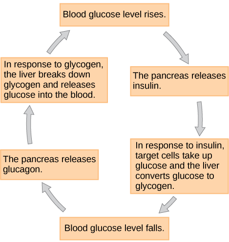 When blood glucose levels fall, the pancreas secretes the hormone glucagon. Glucagon causes the liver to break down glycogen, releasing glucose into the blood. As a result, blood glucose levels rise. In response to high glucose levels, the pancreas releases insulin. In response to insulin, target cells take up glucose, and the liver converts glucose to glycogen. As a result, blood glucose levels fall.