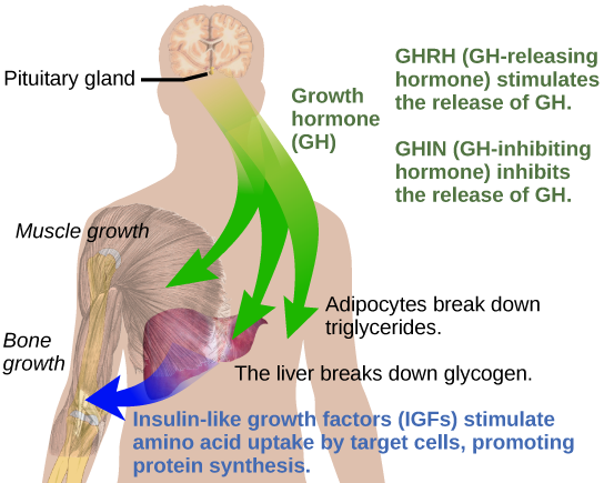 Growth hormone, or GH released from the pituitary gland stimulates bone and muscle growth. It also stimulates fat breakdown by adipocytes and glucagon breakdown by the liver. The liver releases IGFs, which cause target cells to take up amino acids, promoting protein synthesis. GH-releasing hormone stimulates the release of GH, and GH-inhibiting hormone, inhibits the release of GH.