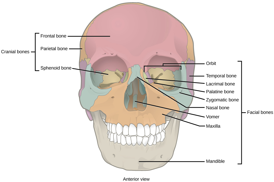 lacrimal bone function