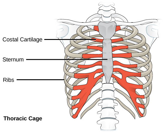 Skelton & Muscles. Hagfish  No true vertebrae - sheath of