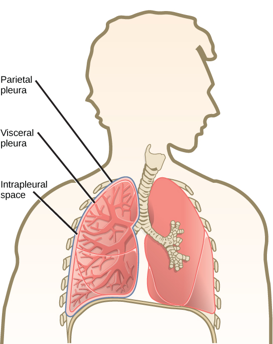 mammal respiratory system