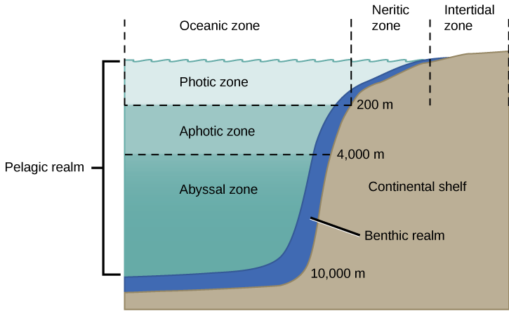 The illustration divides the ocean into different zones based on depth. The top layer, called the photic zone, extends from the surface to 200 m. The aphotic zone extends from 200 to 4,000 m. They abyssal zone extends from 4,000 m to the ocean bottom. The ocean is also divided into zones based on distance from the shore. The intertidal zone extends from high to low tide. The neritic zone extends from the intertidal zone to the point at which ocean depth is about 200 m. At about this depth, the continental shelf ends in a steep slope to the ocean bottom. The oceanic zone is the area of open ocean. A thin section of the oceanic zone extending from top to bottom and adjacent to the continental shelf is labeled the benthic realm. All of the ocean’s open water is referred to as the pelagic realm, which is labeled on the left.