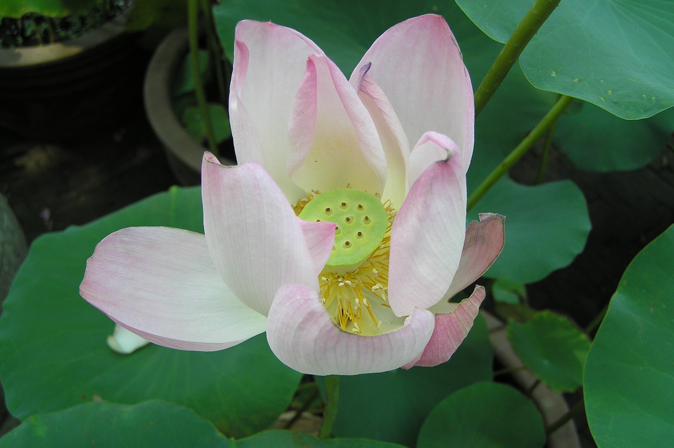 Image of Chinese lotus plant.