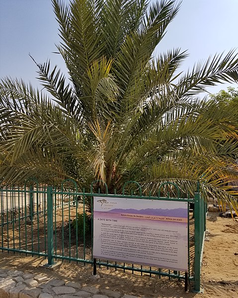 Image of Methuselah Judean date palm.