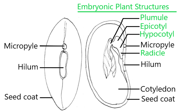 Dicot seed diagram labeled