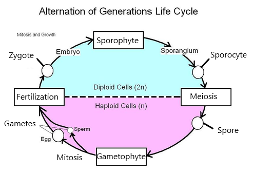 Alternation of Generations Life Cycle