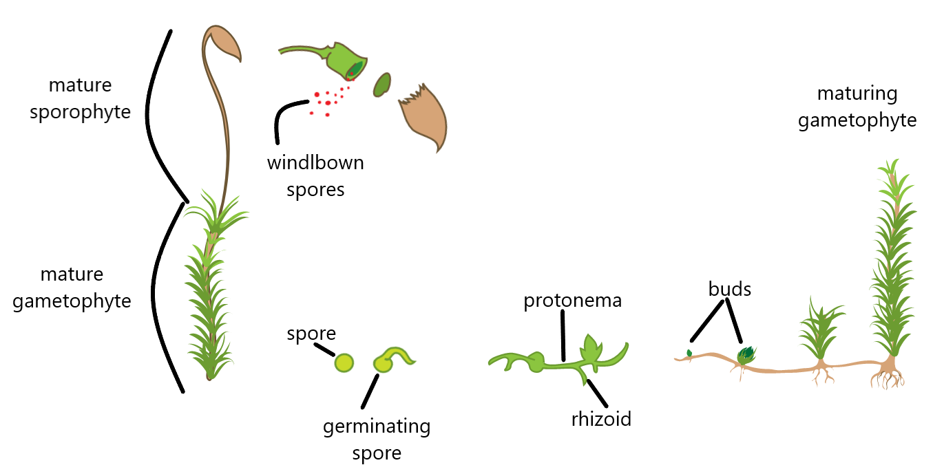 Moss spores germinating into protonema with buds.