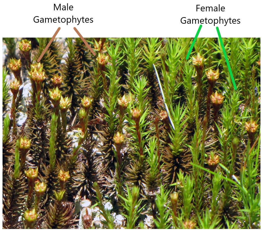 Moss gametophytes - indicating male and female gametophytes