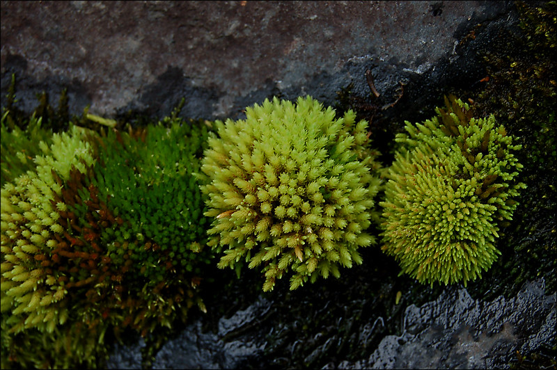 A variety of mosses