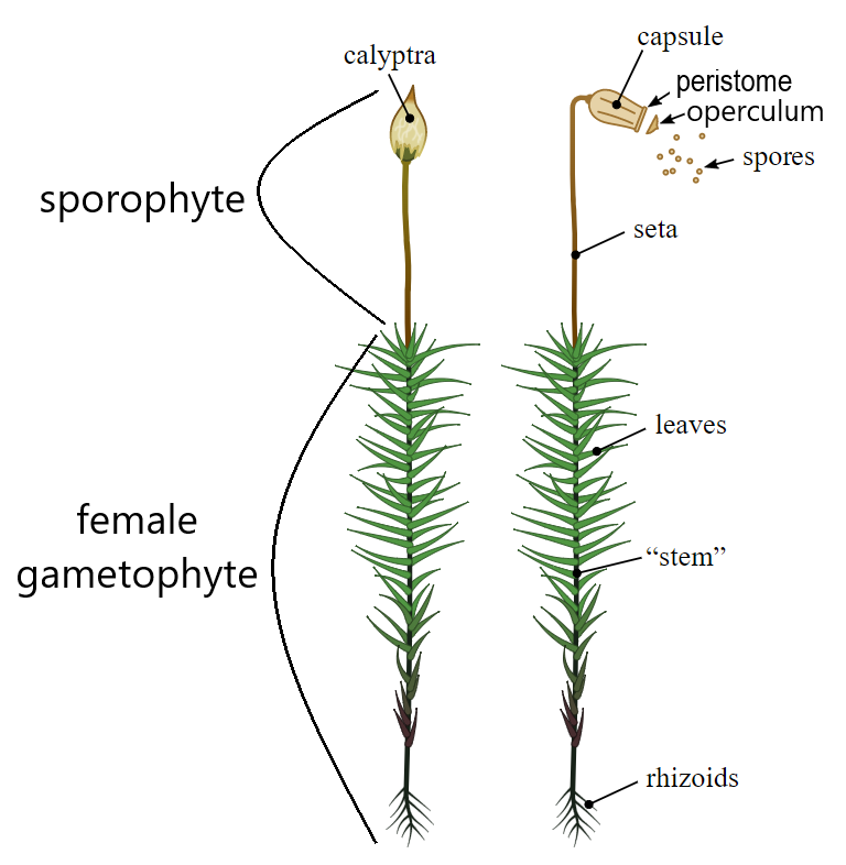 Moss sporophyte