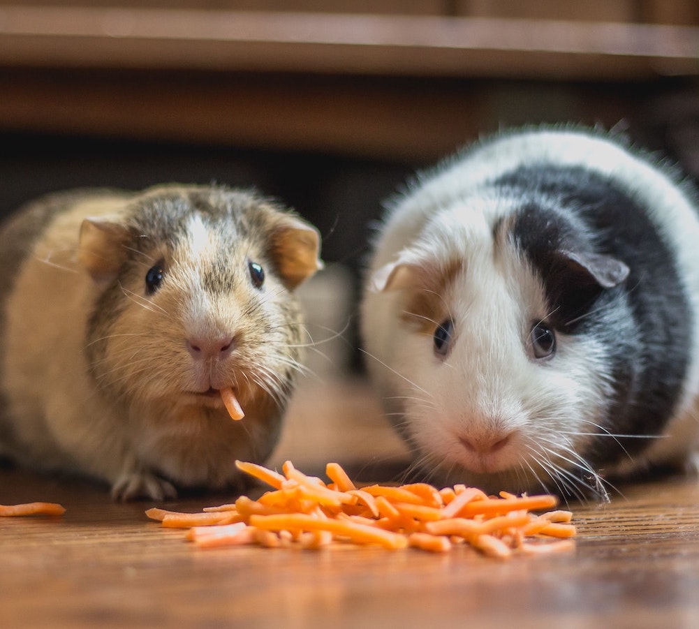 Two guinea pigs eating carrots